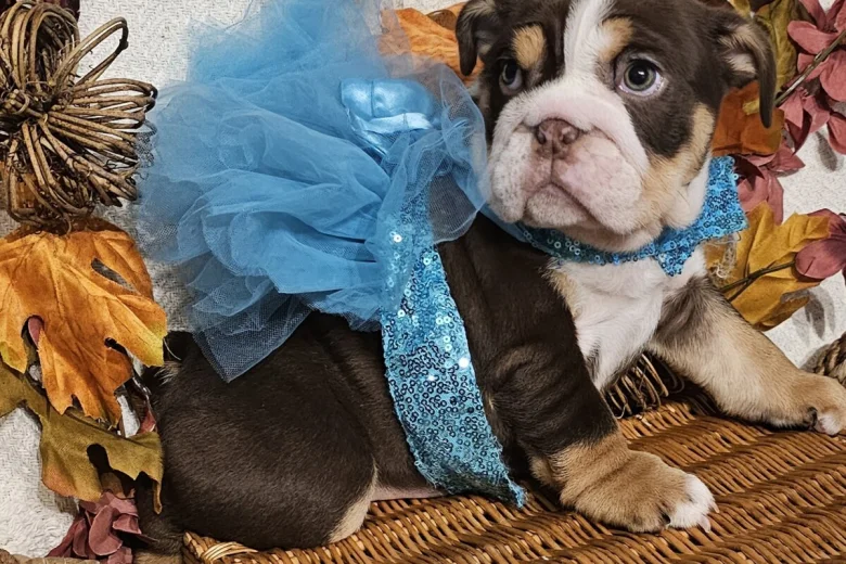 English Bulldog