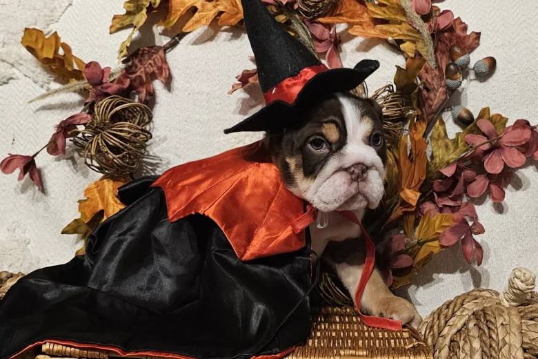 English Bulldog