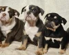 English Bulldog