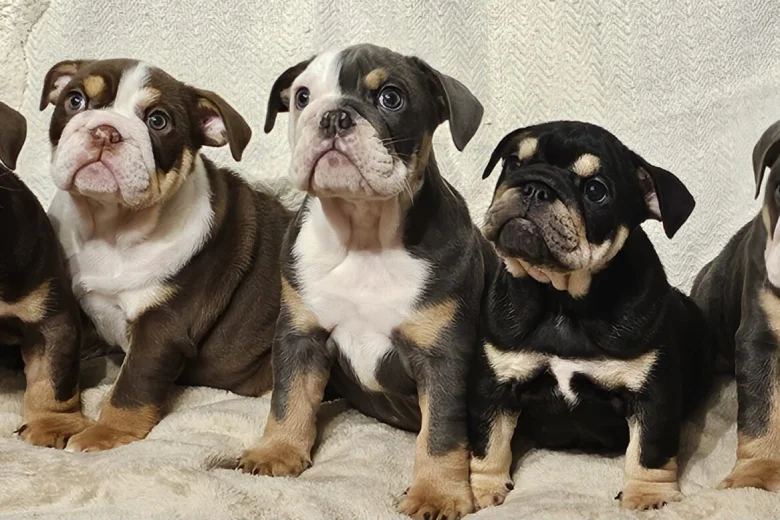 English Bulldog