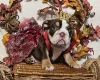 English Bulldog