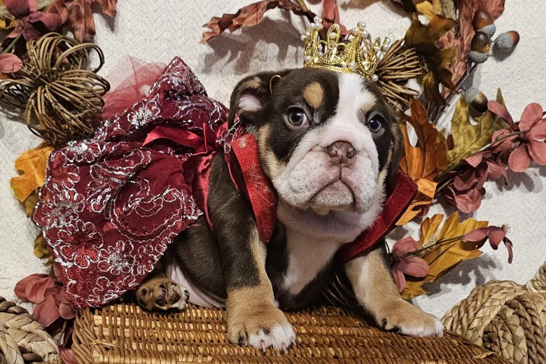 English Bulldog