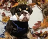 English Bulldog