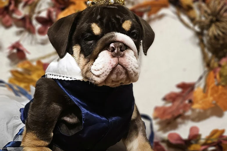 English Bulldog