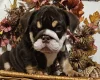 English Bulldog
