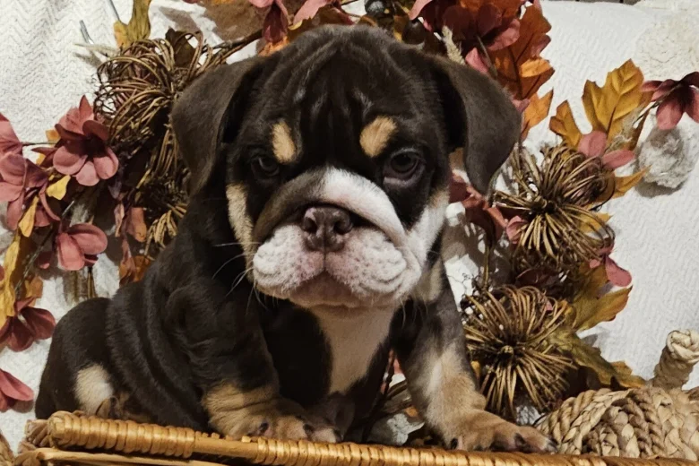 English Bulldog