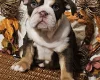 English Bulldog