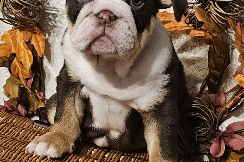 English Bulldog
