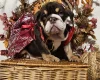 English Bulldog