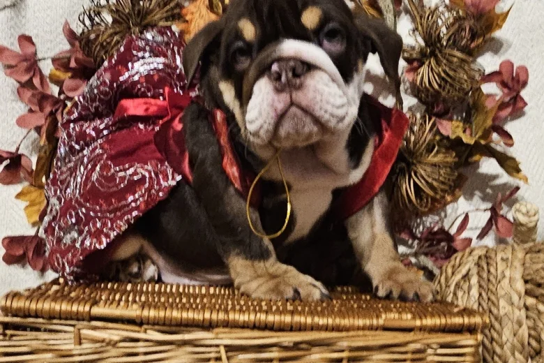 English Bulldog