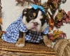 English Bulldog