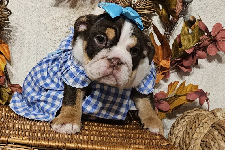 English Bulldog