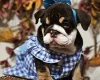 English Bulldog