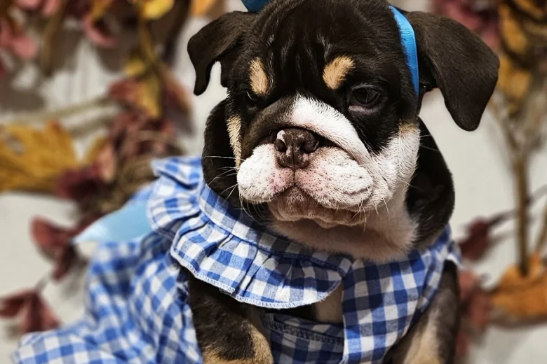English Bulldog