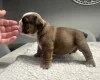 English Bulldog
