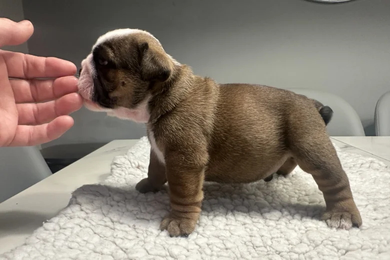 English Bulldog