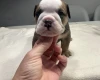 English Bulldog
