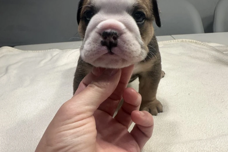 English Bulldog