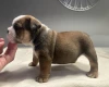 English Bulldog