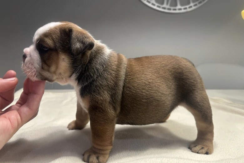 English Bulldog