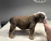 English Bulldog