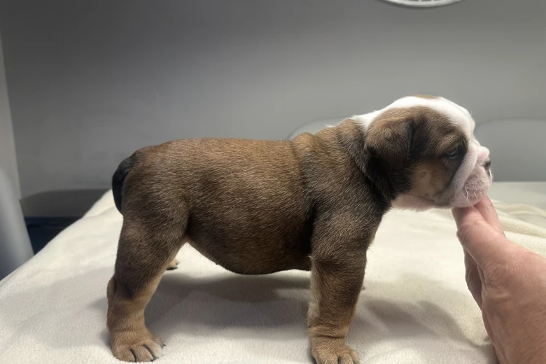 English Bulldog
