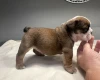 English Bulldog