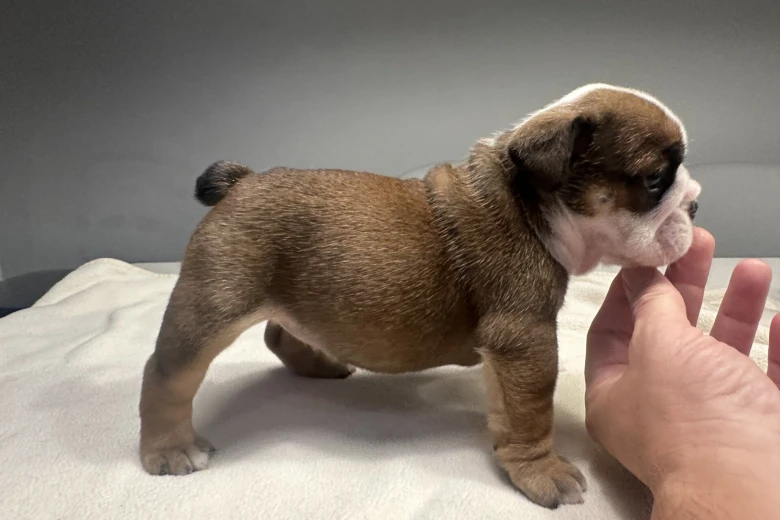 English Bulldog
