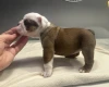 English Bulldog