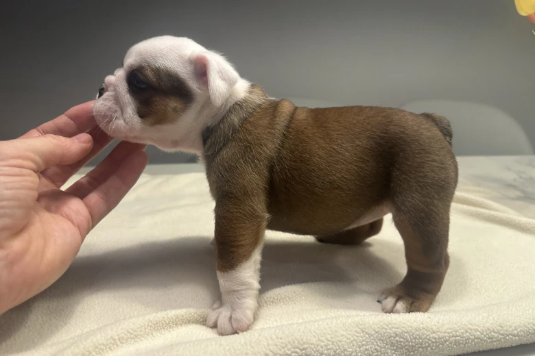 English Bulldog