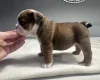 English Bulldog