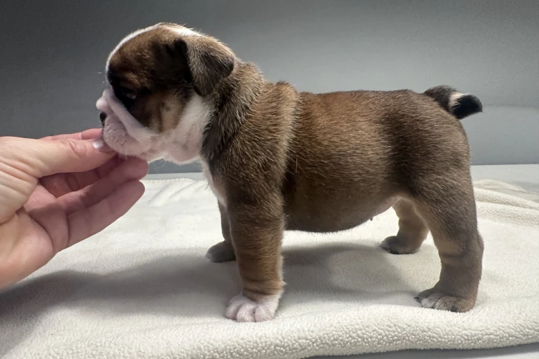 English Bulldog