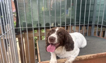 English Springer Spaniel