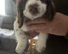 English Springer Spaniel