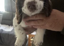 Puppy 1