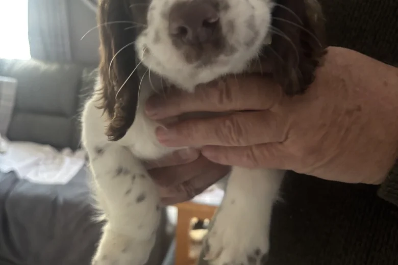 English Springer Spaniel