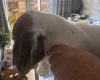 English Springer Spaniel