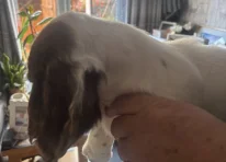 Puppy 1