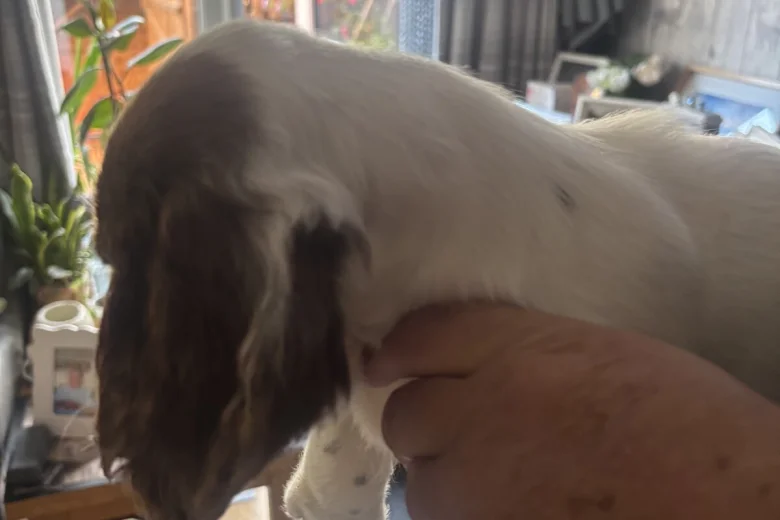 English Springer Spaniel