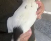 English Springer Spaniel