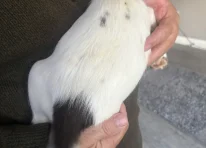 Pup 1