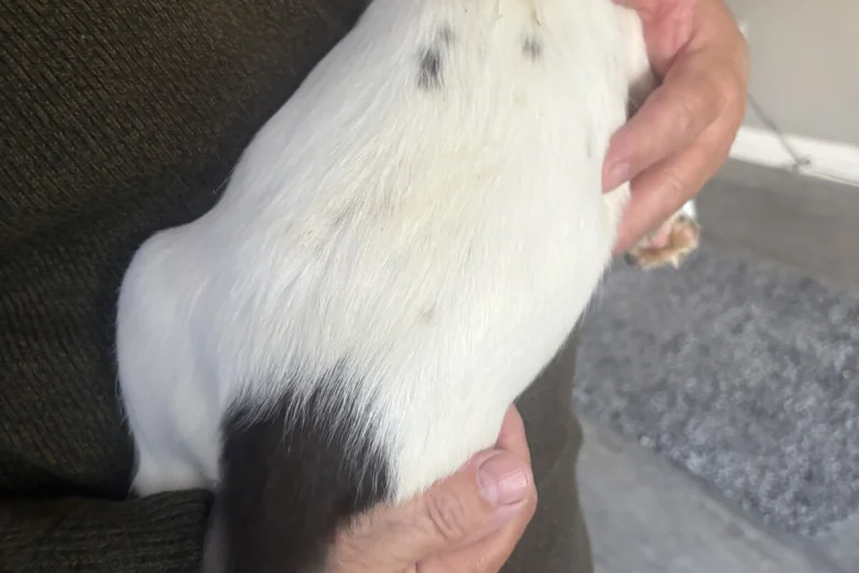 English Springer Spaniel