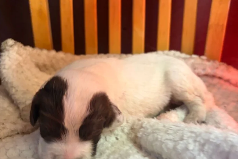 English Springer Spaniel