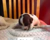 English Springer Spaniel