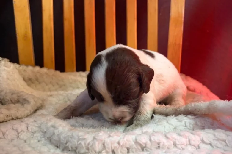 English Springer Spaniel