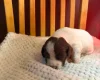 English Springer Spaniel