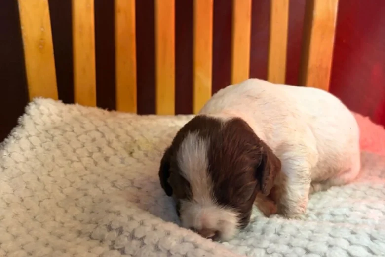 English Springer Spaniel