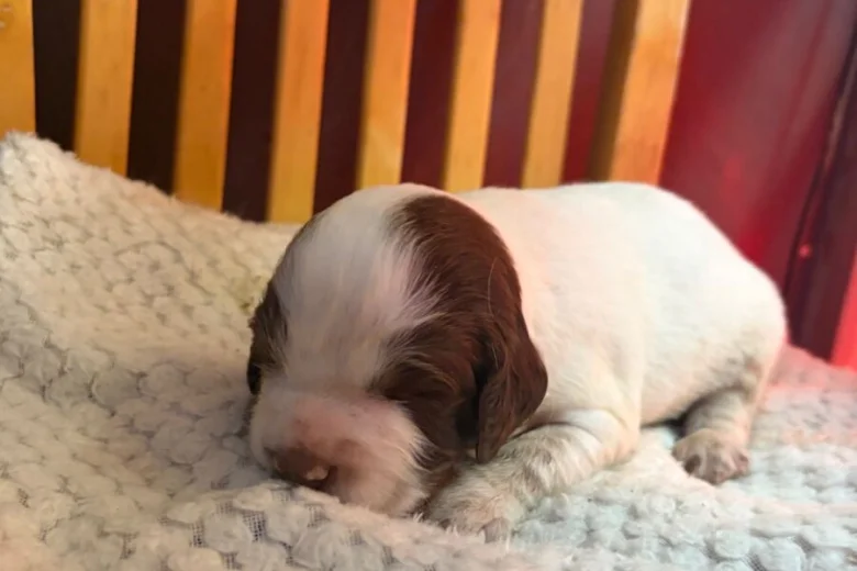 English Springer Spaniel