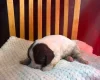 English Springer Spaniel