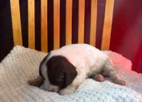 Puppy 1